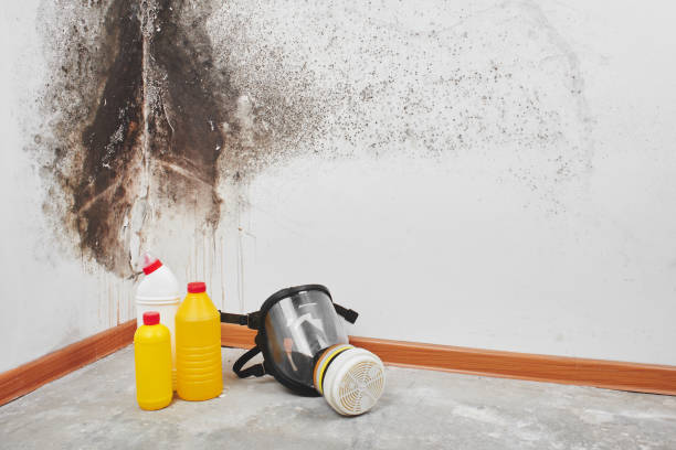 Best Bathroom Mold Remediation in Ponderay, ID