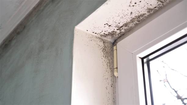 Best Mold Remediation for Specific Building Types in Ponderay, ID