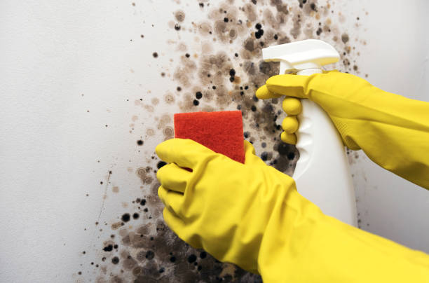 Professional Mold Remediation in Ponderay, ID