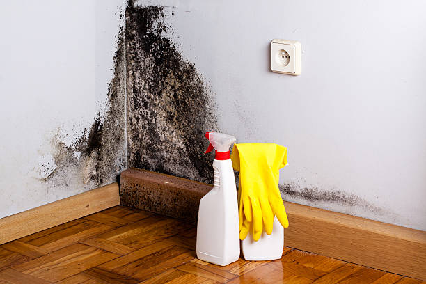 Best Attic Mold Remediation in Ponderay, ID