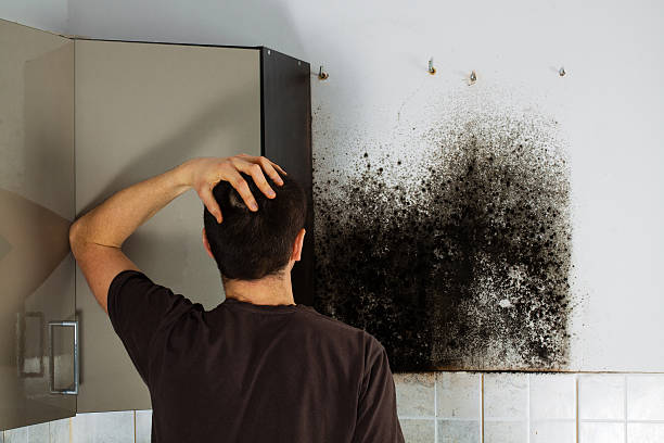 Best Emergency Mold Remediation in Ponderay, ID