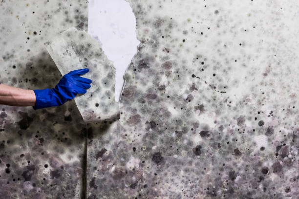 Best Mold Remediation for Schools in Ponderay, ID